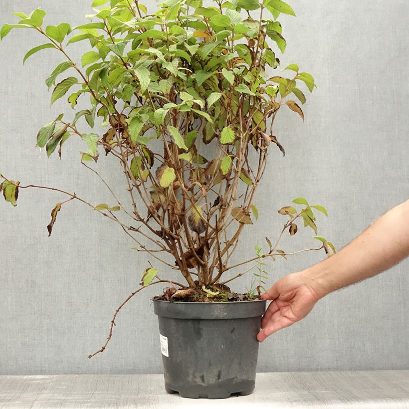 Viburnum plicatum Tomentosum 7.5L/10L pot sample as delivered in summer