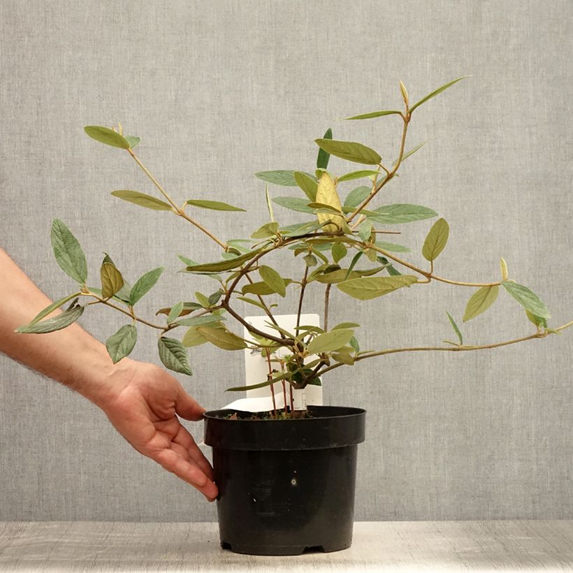 Viburnum x pragense 3L/4L pot sample as delivered in summer