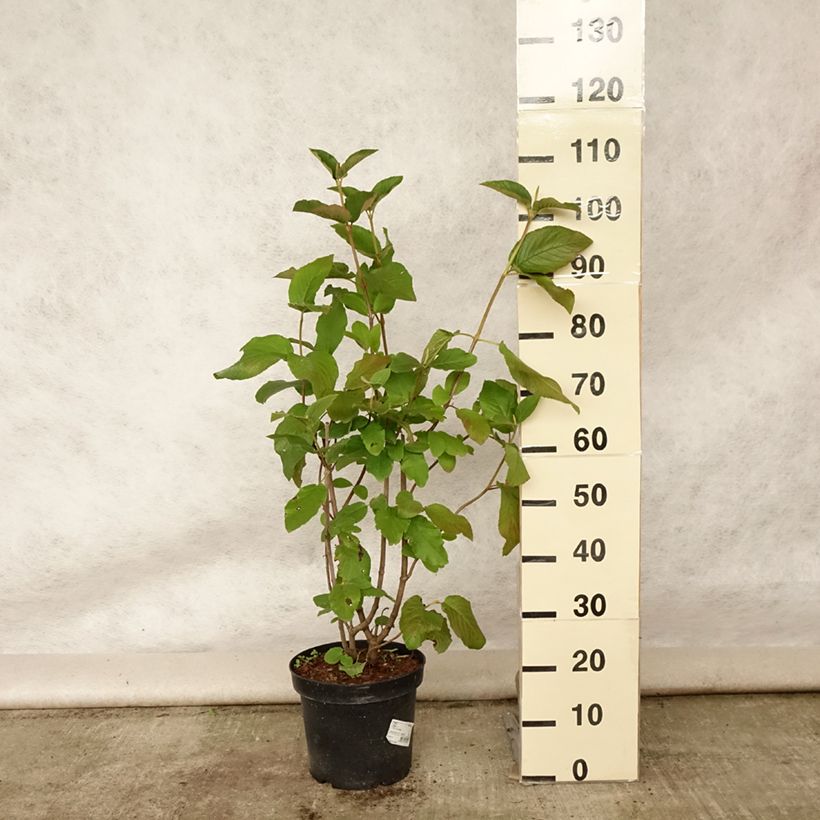 Viburnum lantana 7.5L/10L pot sample as delivered in summer