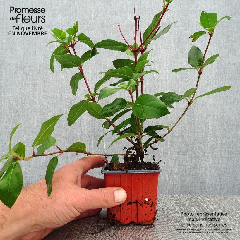 Viburnum tinus - Laurustinus 8/9 cm pot sample as delivered in autumn
