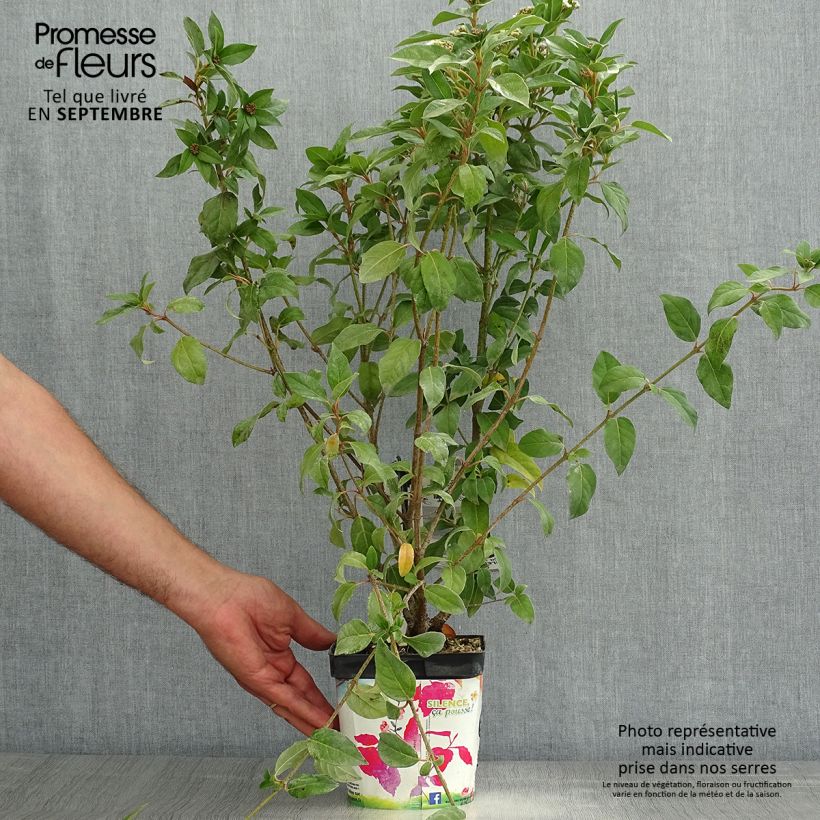 Viburnum tinus - Laurustinus 2L/3L pot sample as delivered in summer