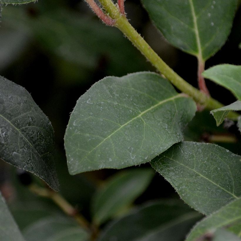 Viburnum tinus Eve Price (Foliage)