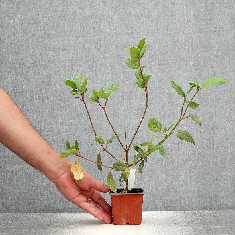 Viburnum tinus Gwenllian 8/9 cm pot sample as delivered in summer