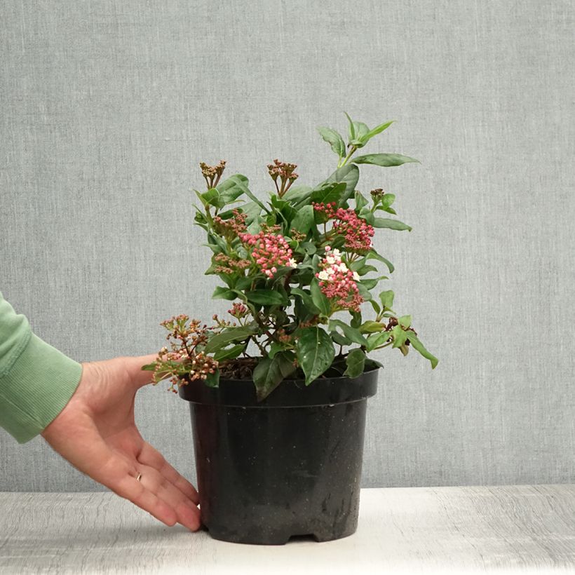 Viburnum tinus Gwenllian 2L/3L pot sample as delivered in summer