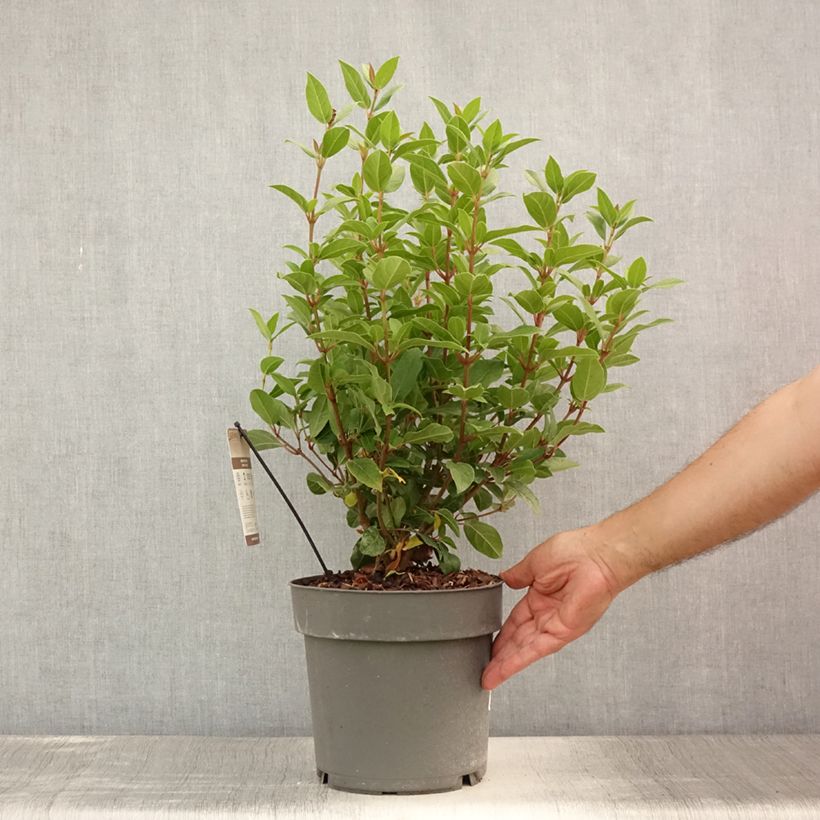 Viburnum tinus Spirit 3L/4L pot sample as delivered in summer