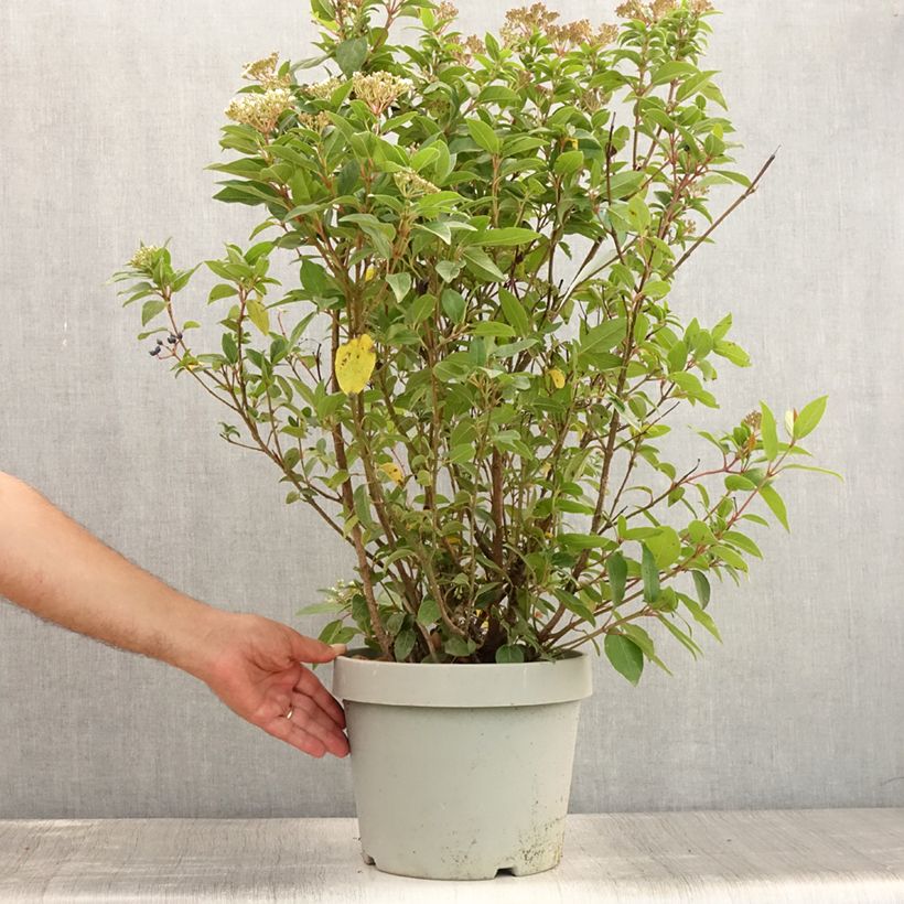 Viburnum tinus Spirit 7.5L/10L pot sample as delivered in summer