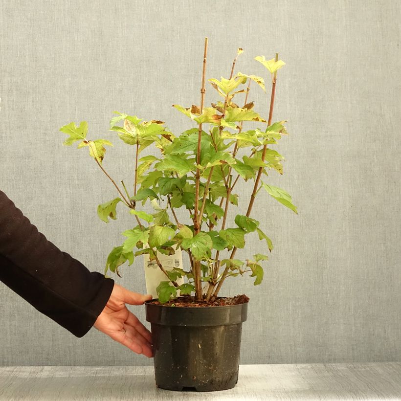 Viburnum opulus Park Harvest 2L/3L pot sample as delivered in autumn