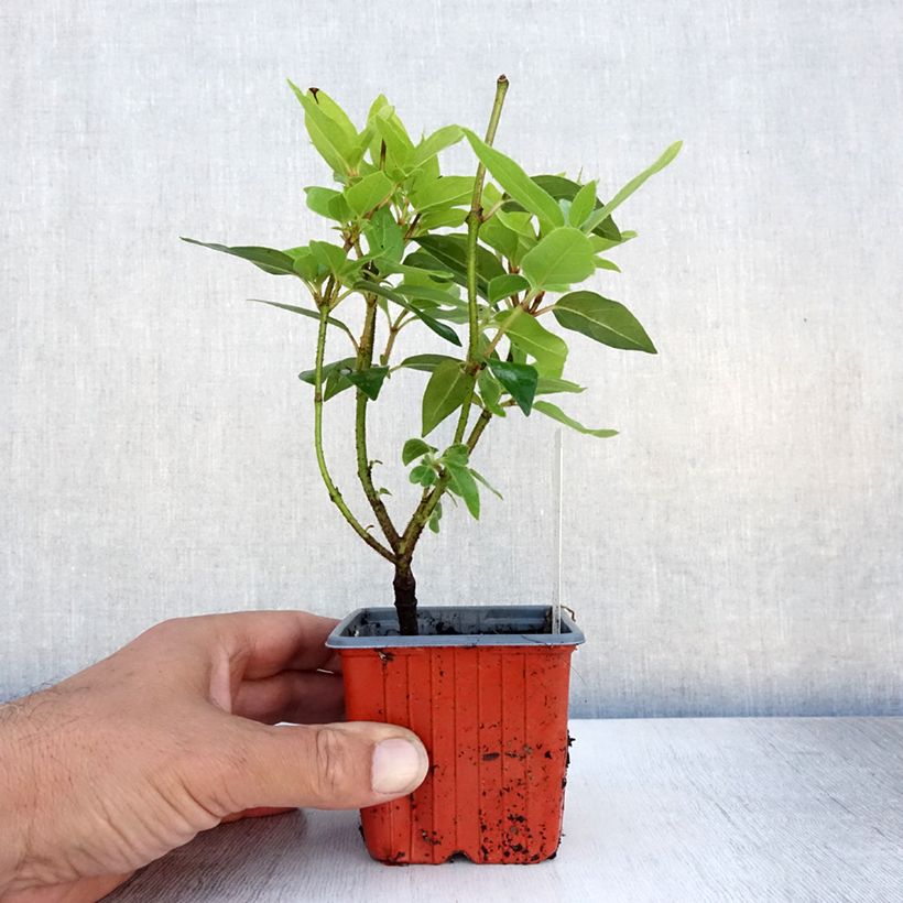 Viburnum opulus Compactum 8/9 cm pot sample as delivered in summer