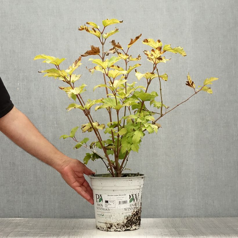 Viburnum opulus Oh Canada - Guelder Rose 4L/5L pot sample as delivered in summer