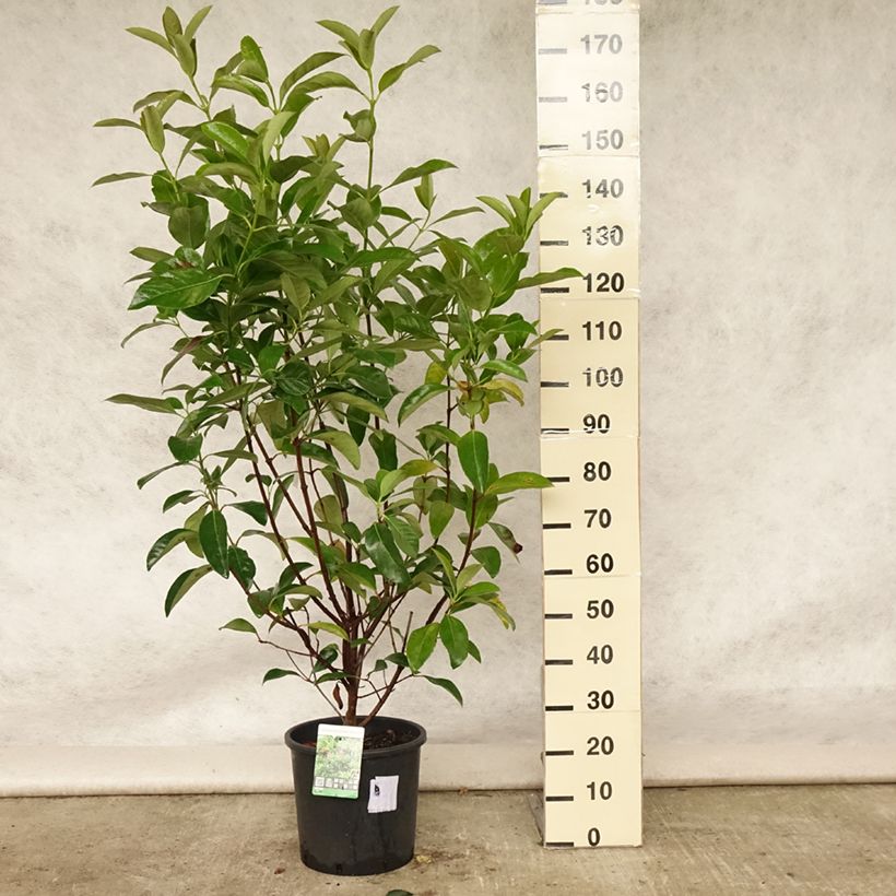 Viburnum odoratissimum  7.5L/10L pot sample as delivered in summer
