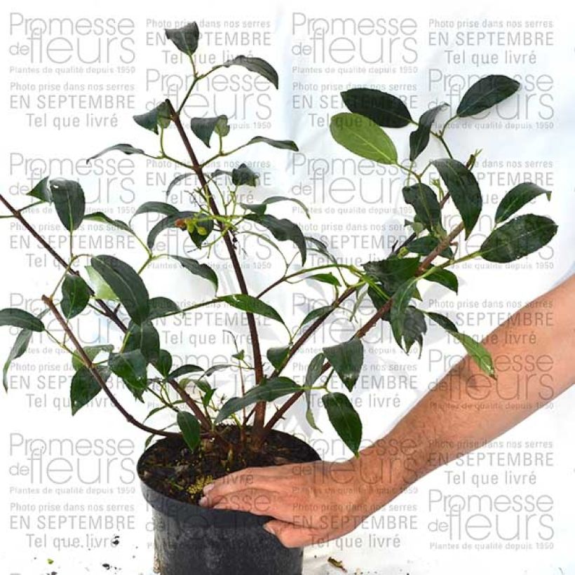Example of Viburnum Le Bois Marquis 7.5L/10L pot specimen as delivered
