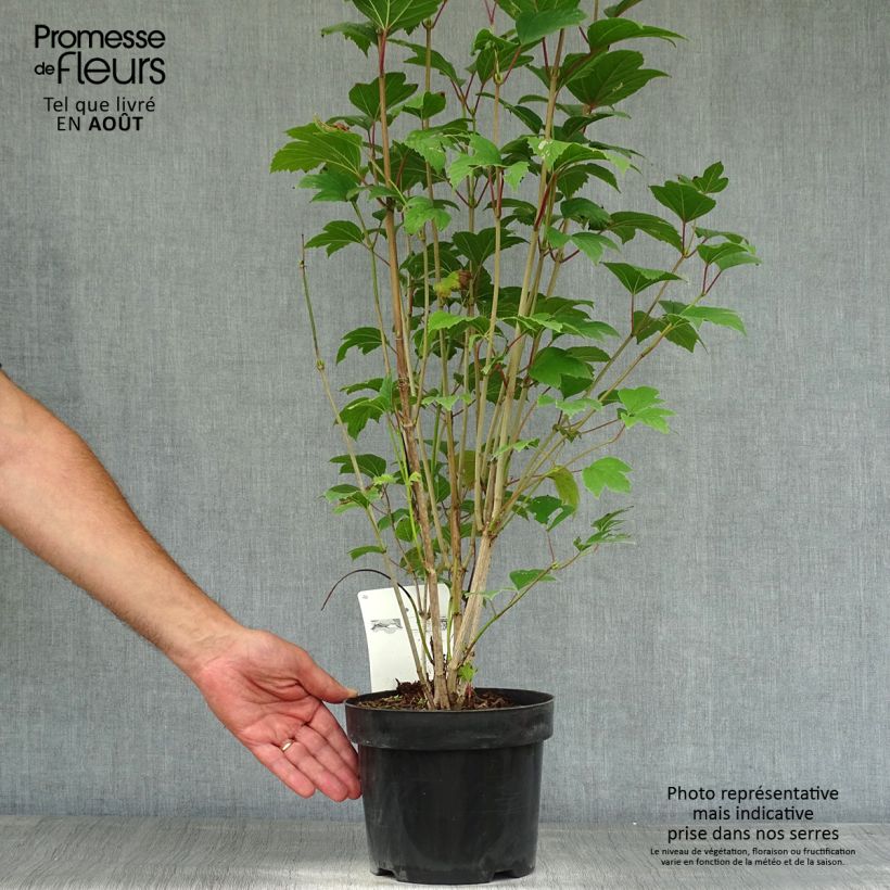 Viburnum trilobum Bailey Compact 3L/4L pot sample as delivered in summer