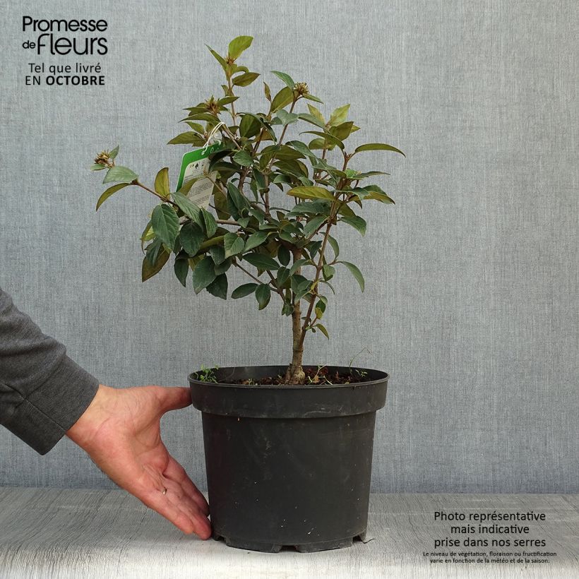 Viburnum  utile Eskimo 2L/3L pot sample as delivered in autumn