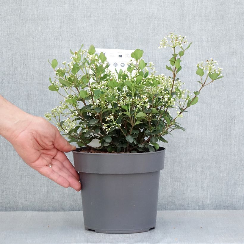 Viburnum x tinus Fairy Stars® - Laurustinus 3L/4L pot sample as delivered in spring