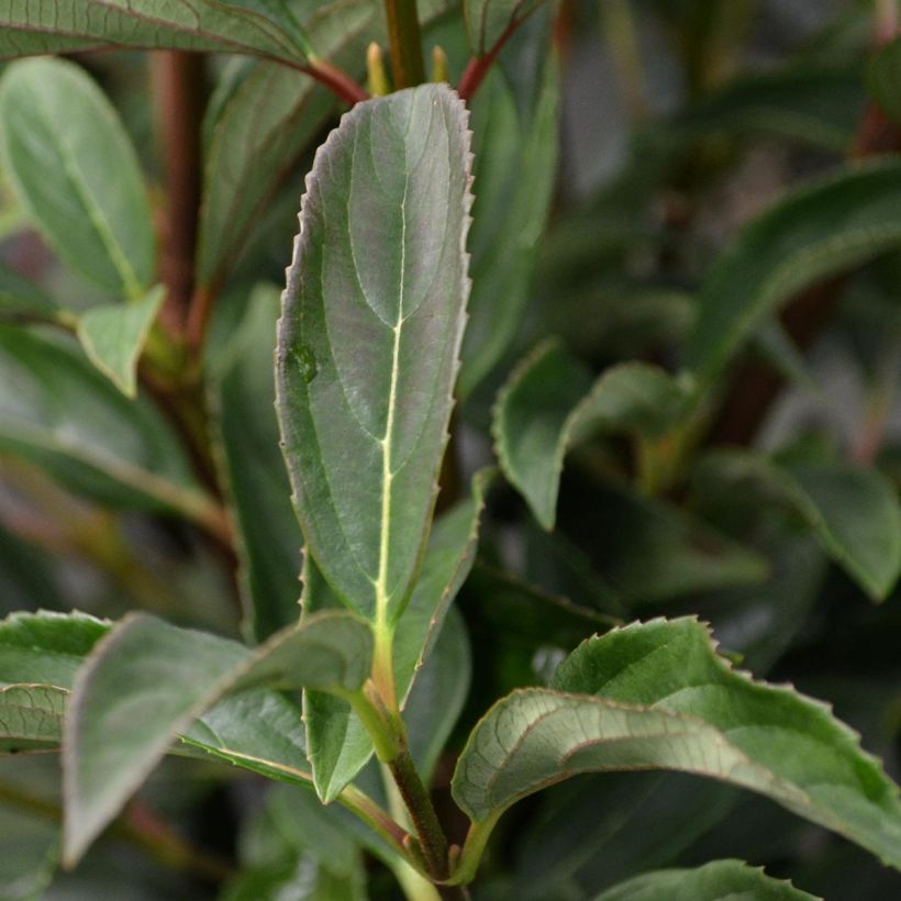 Viburnum hillieri Winton (Foliage)