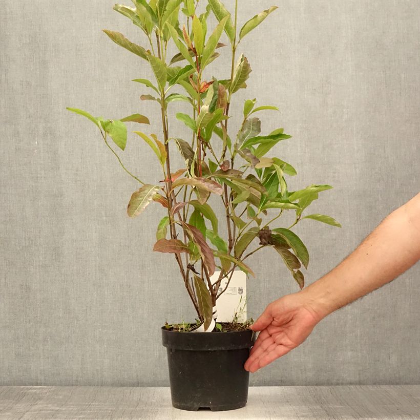 Viburnum nudum Brandywine 2L/3L pot sample as delivered in summer