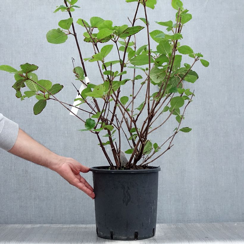Viburnum plicatum Grandiflorum Noble 7.5L/10L pot sample as delivered in summer