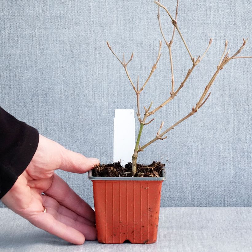 Viburnum plicatum Kilimanjaro 8/9 cm pot sample as delivered in winter