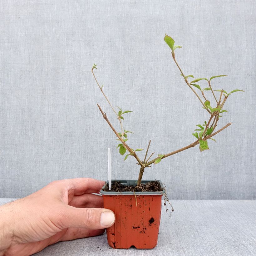 Viburnum plicatum Kilimanjaro 8/9 cm pot sample as delivered in spring