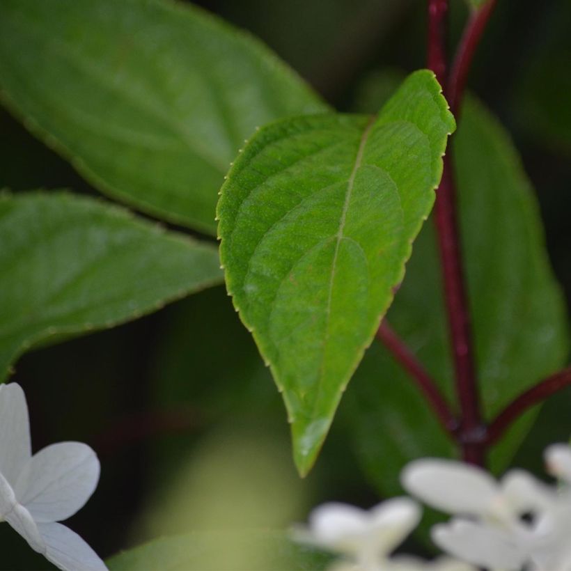 Viburnum plicatum Mariesii Great Star (Foliage)