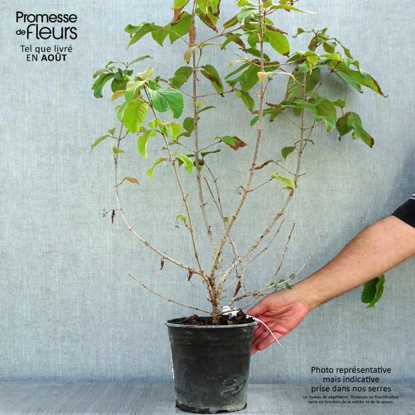 Viburnum plicatum Mariesii Great Star 4L/5L pot sample as delivered in summer