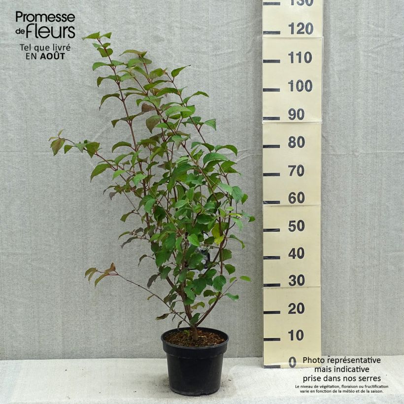 Viburnum plicatum Opening Day 4L/5L pot sample as delivered in summer
