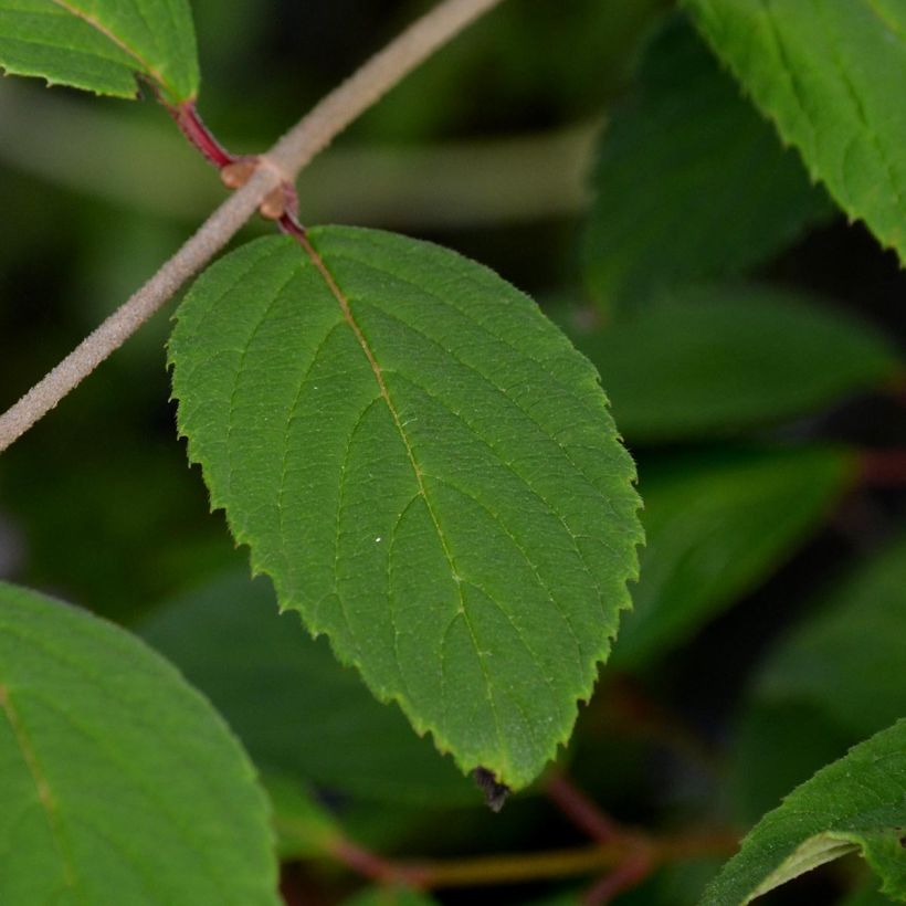 Viburnum plicatum Pink Beauty (Foliage)