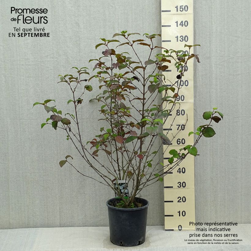 Viburnum plicatum Popcorn 7.5L/10L pot sample as delivered in summer