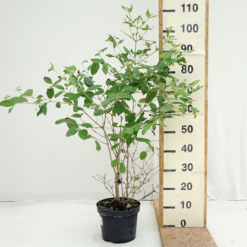 Viburnum plicatum Watanabe 3L/4L pot sample as delivered in summer