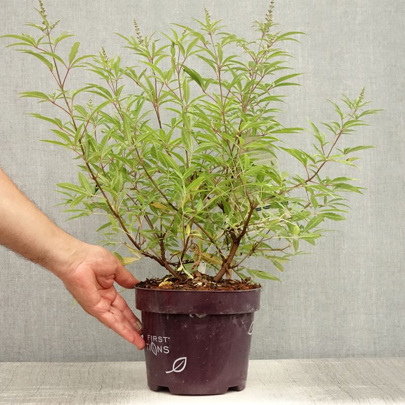 Vitex agnus-castus Blue Puffball - Chaste Tree 3L/4L pot sample as delivered in summer