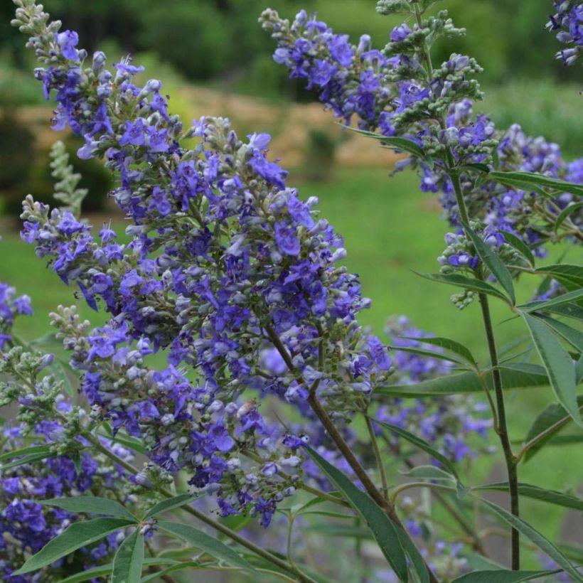 Vitex agnus-castus Delta Blues - Chaste Tree (Flowering)