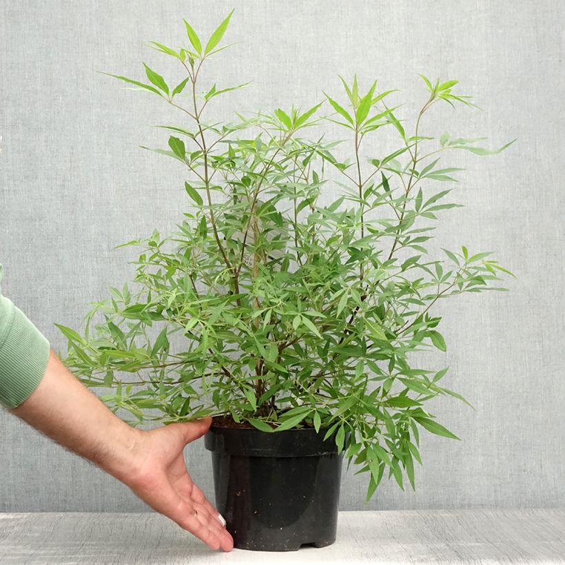 Vitex agnus-castus Delta Blues - Chaste Tree 3L/4L pot sample as delivered in summer