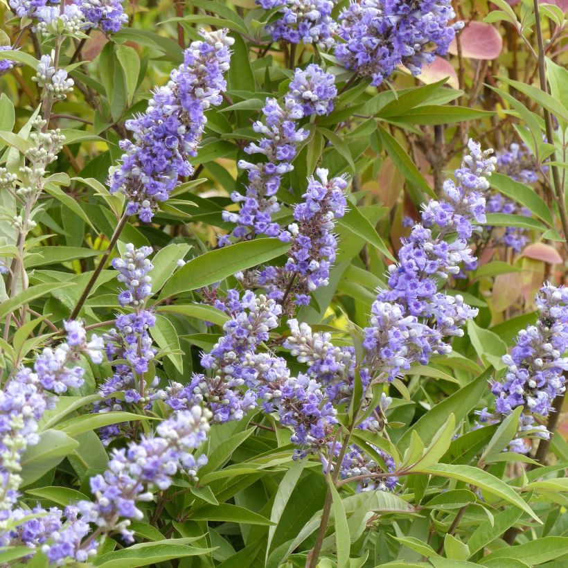 Vitex agnus-castus f. latifolia - Chaste Tree (Flowering)