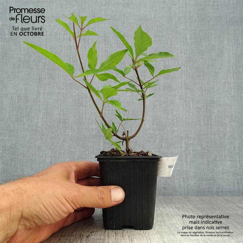 Vitex agnus-castus f. latifolia - Chaste Tree 8/9 cm pot sample as delivered in autumn
