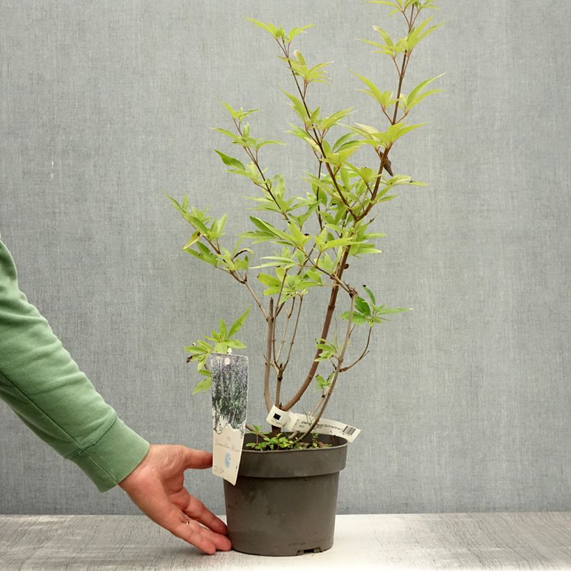 Vitex agnus-castus Magical Summertime Blues - Chaste Tree 2L/3L pot sample as delivered in summer