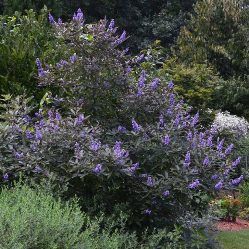 Vitex agnus-castus Flip Side - Chaste Tree (Plant habit)