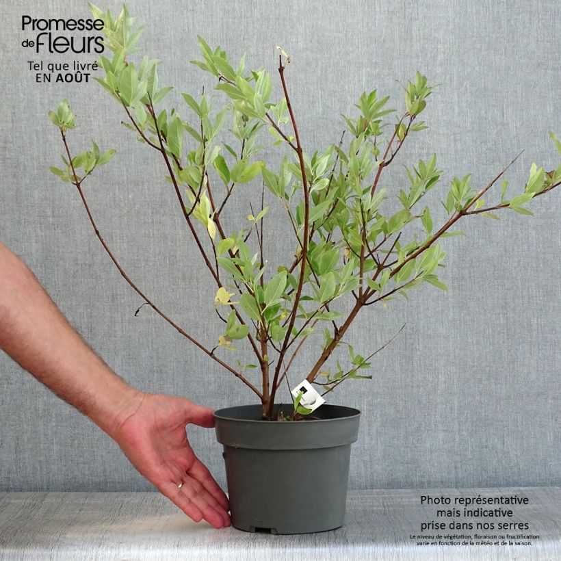 Vitex agnus-castus Chicagoland Blues - Chaste Tree 3L/4L pot sample as delivered in summer