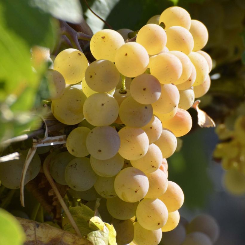 Vitis Fragola Bianca - Strawberry vine (Harvest)