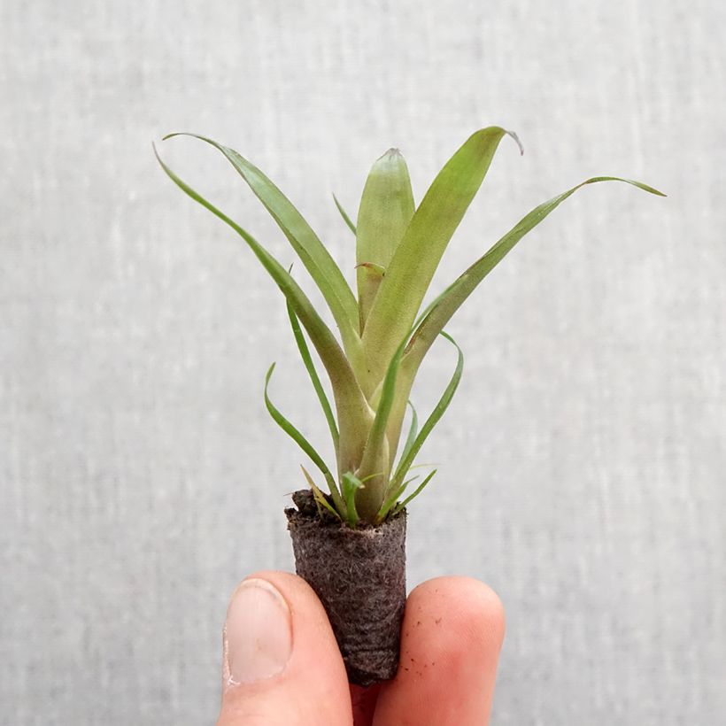 Vriesea carinata Christiane - Vriésia Christiane Root ball 5cm x 7cm sample as delivered in spring