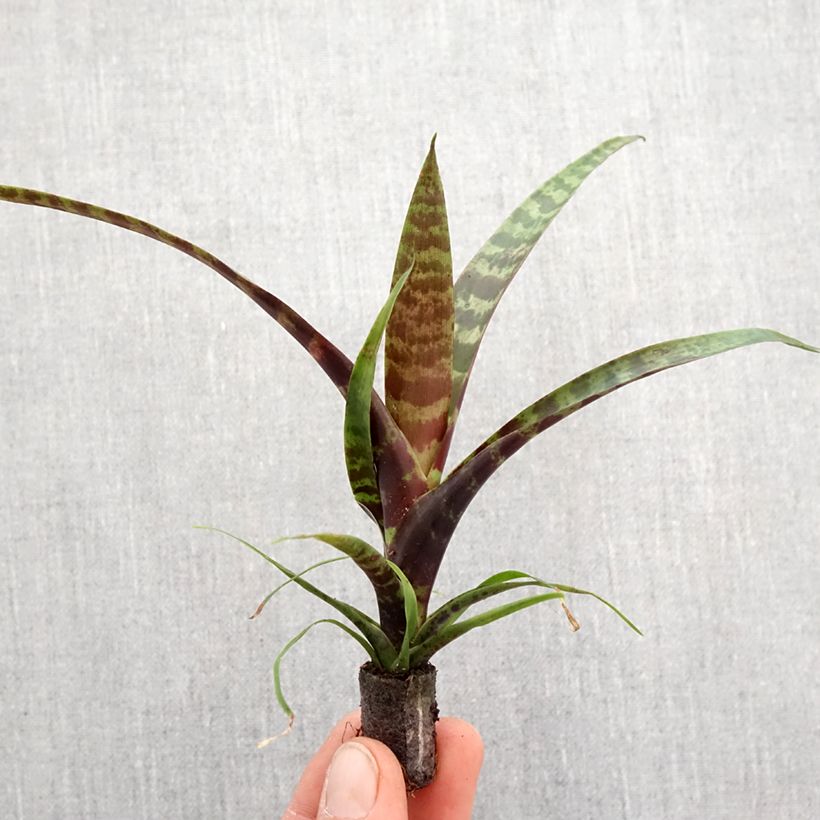 Vriesea x splendens 'Favoriet' FAVORITE - Vriésia Favorite Root ball 5cm x 7cm sample as delivered in spring