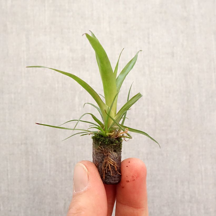Vriesea  Madonna - Vriésia Madonna Plug plant 3/4cm sample as delivered in spring