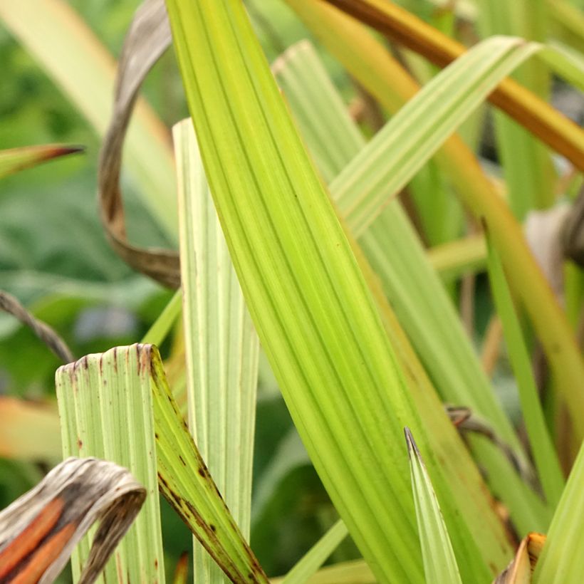 Wachendorfia thyrsiflora  (Foliage)