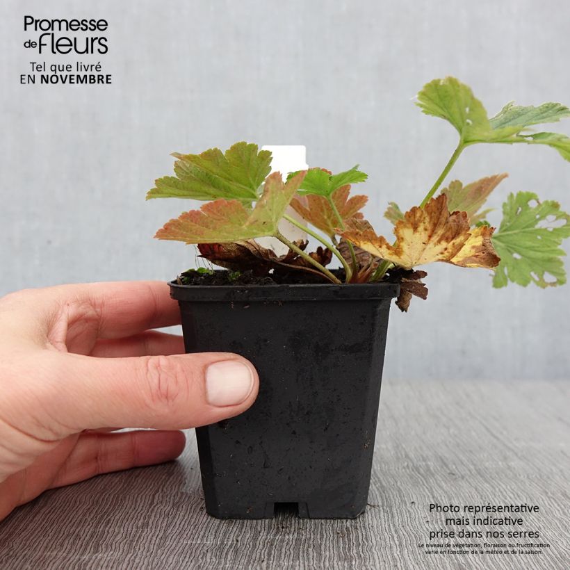 Waldsteinia geoides  8/9 cm pot sample as delivered in autumn