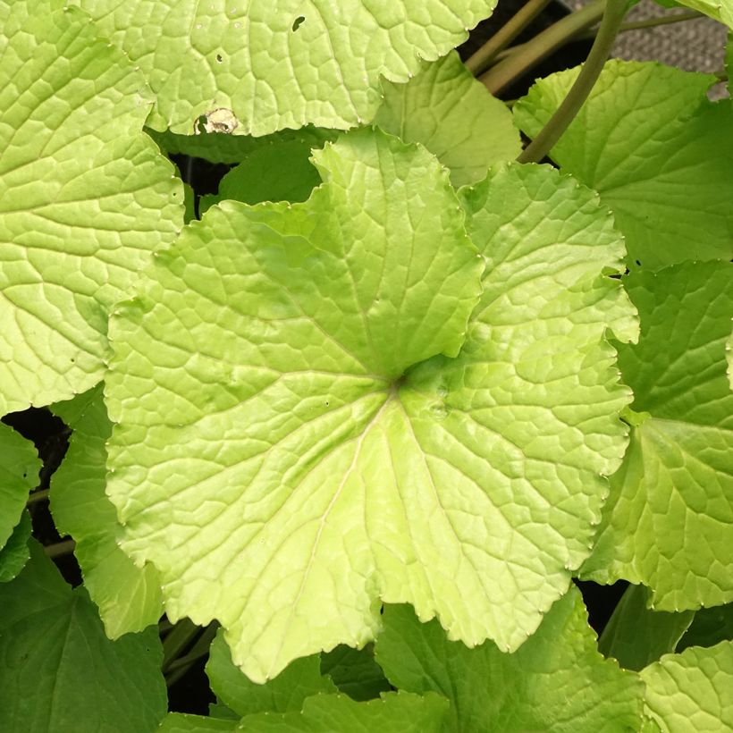 Japanese Wasabi - Eutrema japonicum (Foliage)