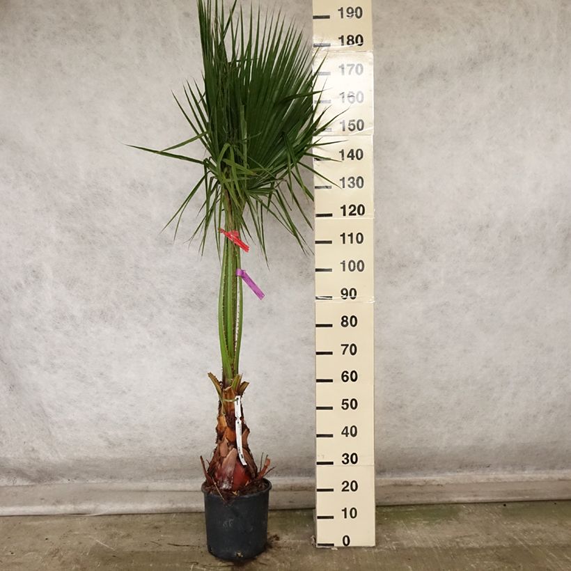 Washingtonia robusta - Mexican Fan Palm 7.5L/10L pot sample as delivered in autumn