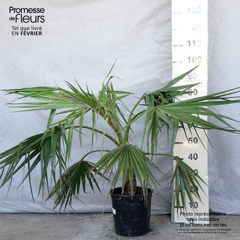 Washingtonia robusta - Mexican Fan Palm sample as delivered in winter