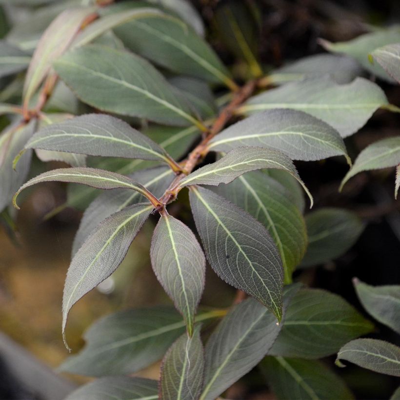 Weigela Black and White (Foliage)