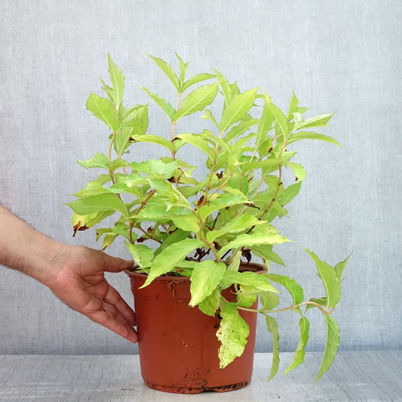 Weigela Briant Rubidor 4L/5L pot sample as delivered in summer