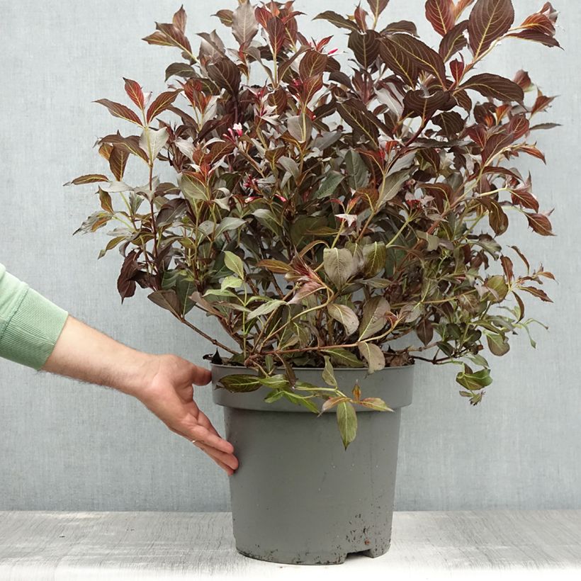 Weigela  florida Alexandra 7.5L/10L pot sample as delivered in summer