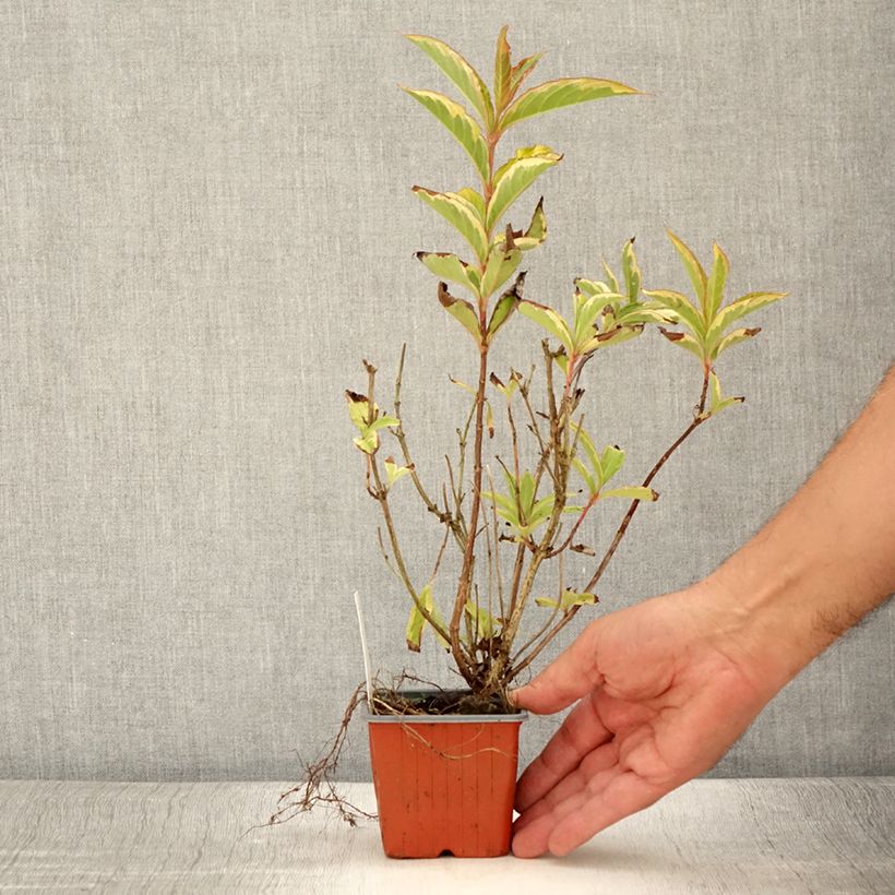 Weigela florida Brigela 8/9 cm pot sample as delivered in summer